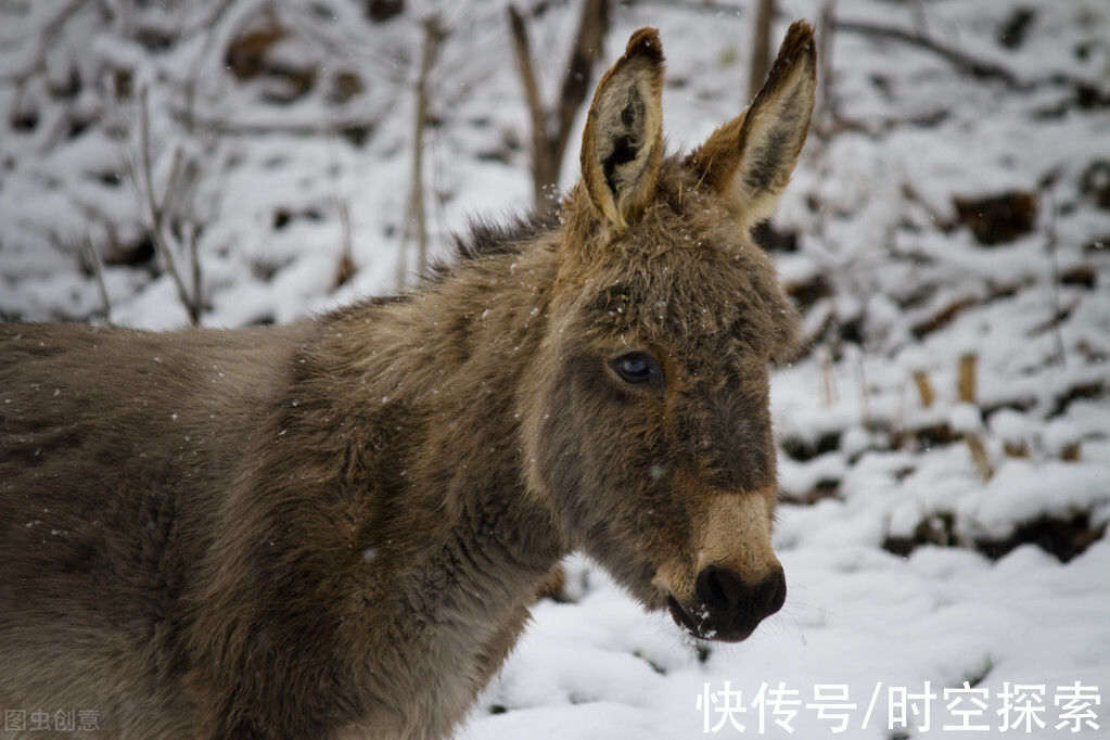 治疗师|都21世纪了，为什么马还不能取代驴？驴到底有什么特殊之处？