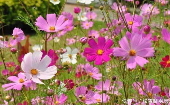 4种花被称为开花王,沾土就活,越热开花越多,养护简单漂亮