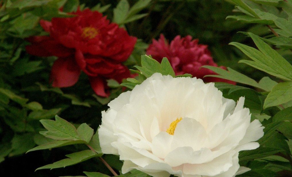 牡丹花的养殖方法,学会这几招,开花又大又美