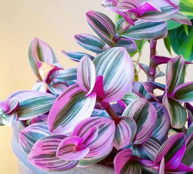 丝绒感|懒人最适合养“4种花”,枝叶茂盛,四季开花,阳台变“花海”!