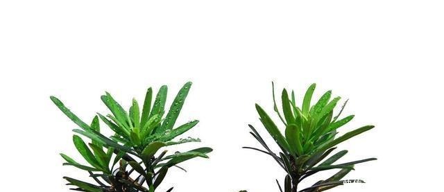 扦插|种棵罗汉松,招财又长寿,嫌太贵自己种,一根枝条就能活!