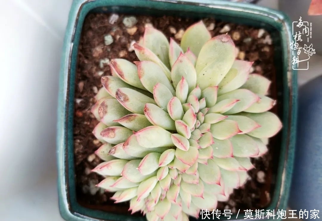 回顾令人难忘的2020年!2021,我定不负美肉不负众望!