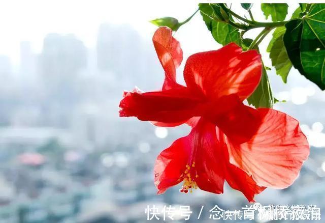 扶桑|1种花一开就是300多天，好养又漂亮，新手懒人都能养！