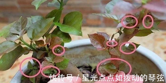 茉莉土|茉莉土加“一料”,不黄叶不徒长,易生根长得旺,养成繁花老桩!