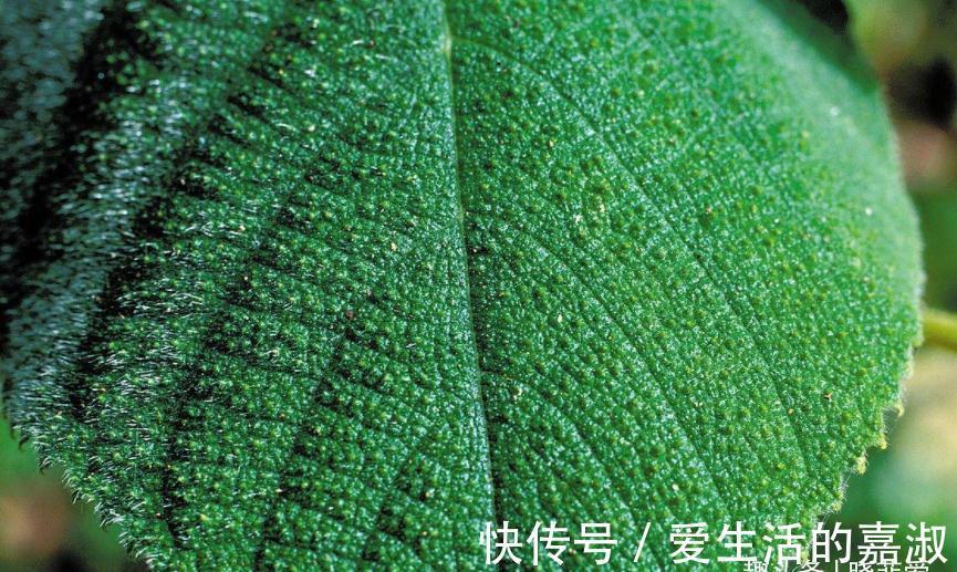 金皮树|认识植物界的“六大毒树”,看到“绕道走”,涨知识不吃亏