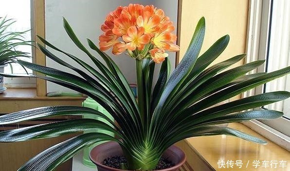 毛孔|别给君子兰用啤酒了,用它才最“靠谱”的,叶片宽大油绿又整齐!