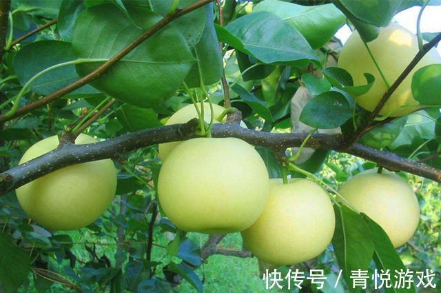 农夫&故事:农夫卖梨,道士讨要一个,农夫坚持不肯给