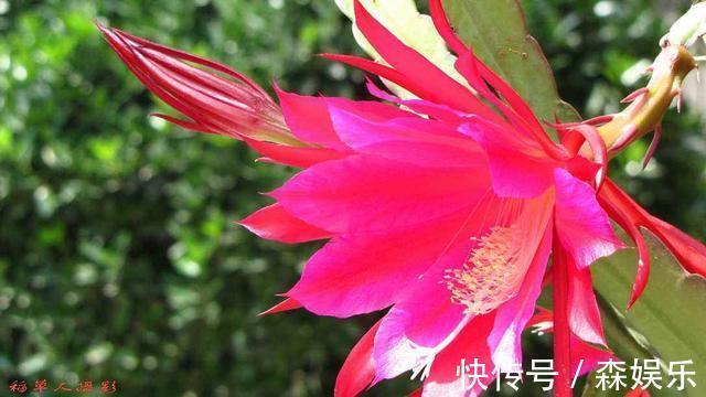 令箭荷花怎么养开花多 花期前的养护技巧你学会了吗