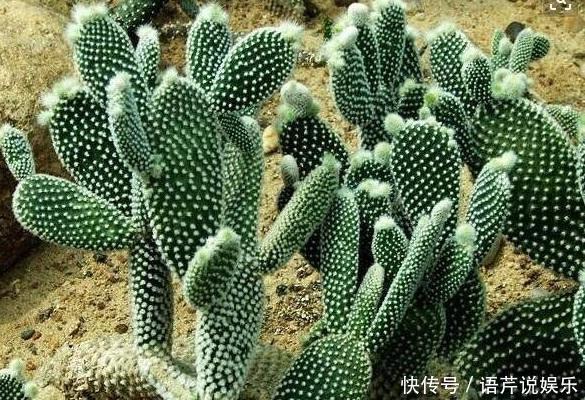 养了十多年,仙人掌都不变样,狠心来一刀,突然爆发开始猛长