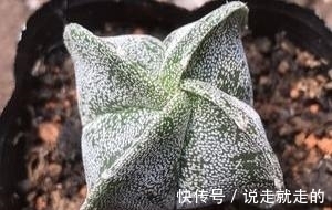 来客|这些星球属的多肉植物,宛如神秘的星空来客,奇异而美丽