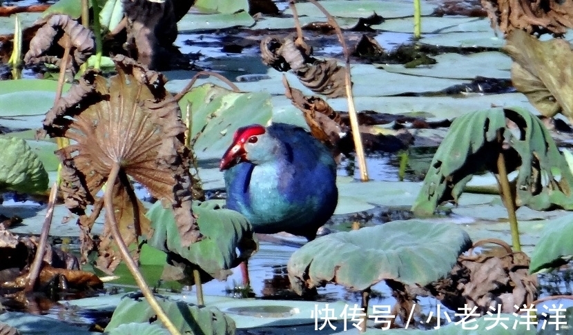 生肖|生肖鸡 性格分析 上（南渝先生）