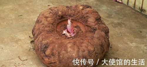 大肚腩|减肥期间多吃6种食物,早上准时上厕所,大肚腩悄悄没了!