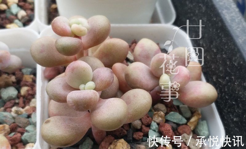 根系|多肉“控养”有前提,“3要4不”别做反,错了变瘦,对了肥美