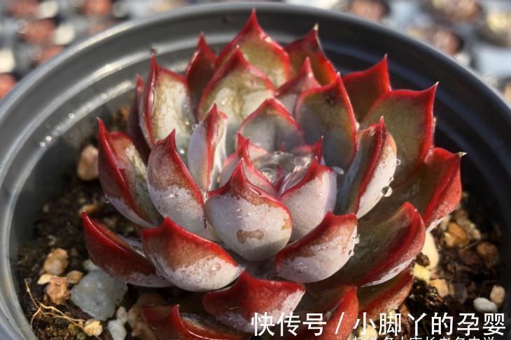 多肉暗冰和菲欧娜,平常有七分相似,出状态后颜值则有云泥之别