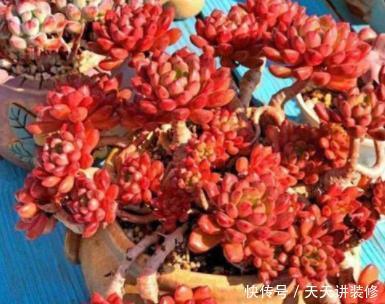 花友|美美的多肉红宝石，颜色鲜红长成手捧花，原来是这样养出来的
