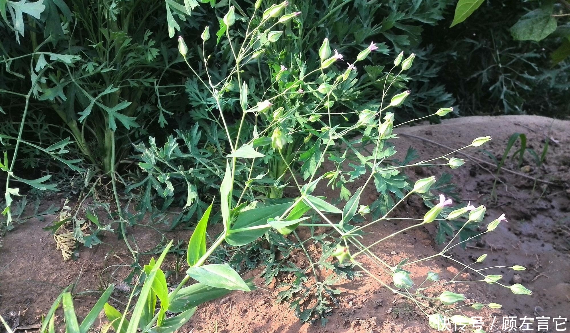 这种植物很传奇，花像瓶子，人称“王不留”，