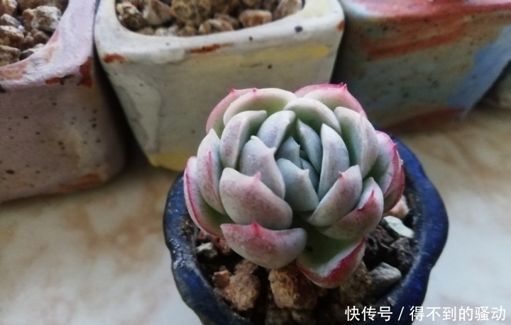 养多肉的心情说不清,都在照片里了