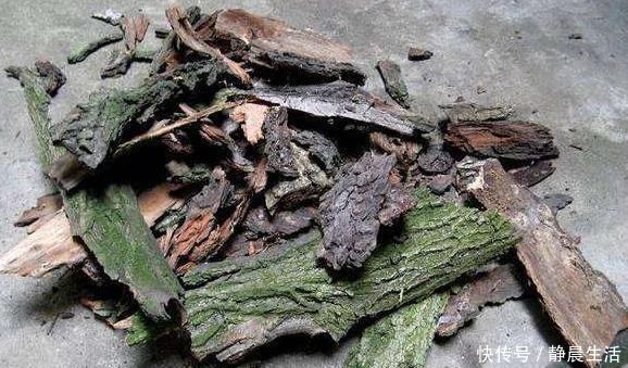 花卉|“树皮”放盆里兑水,变成“营养液”,给花卉浇1勺,冒白根