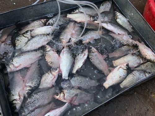 内行人|买鱼时,内行人从不买这5种鱼,浪费钱还没营养,老板自己都不吃