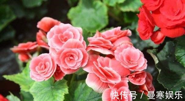 堆肥土|君子兰,四季海棠以下养殖,花苞一波接一波,叶茂花艳花开不断