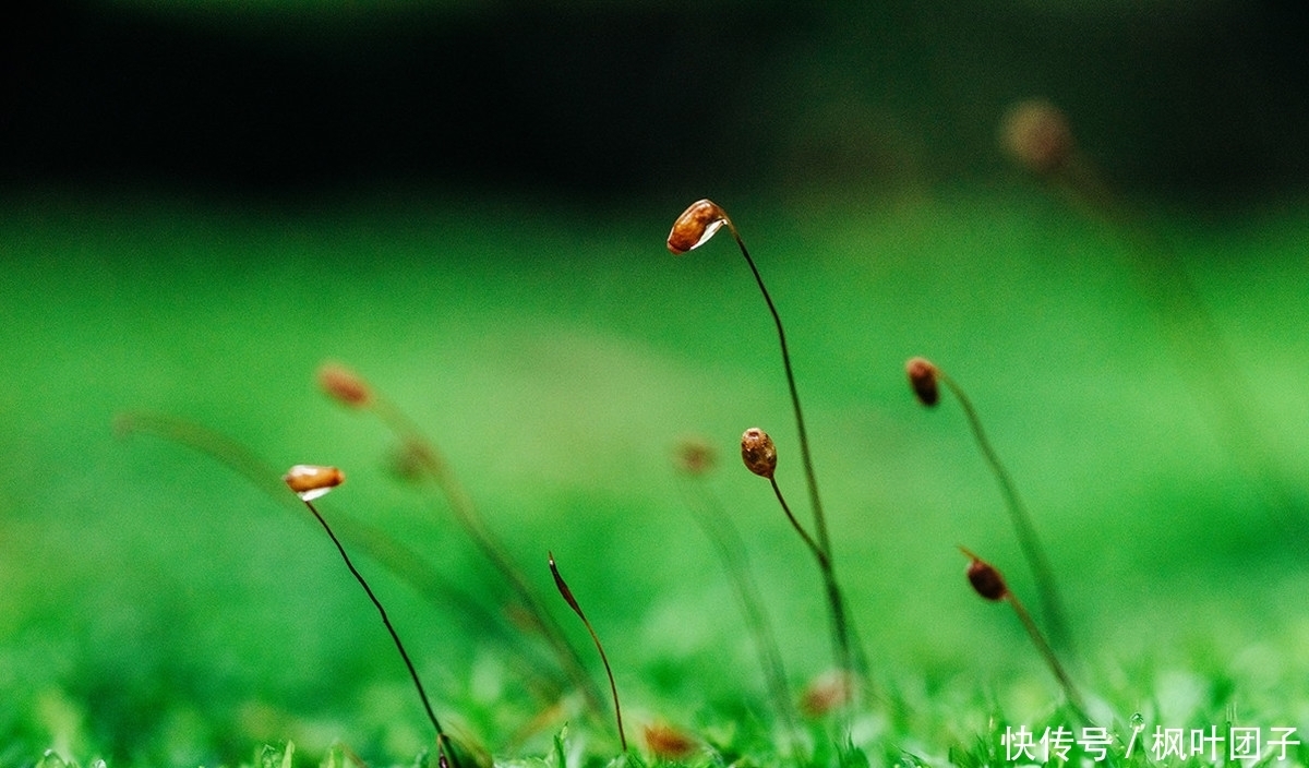 閉門聽雨 若問閒愁都幾許 中國熱點