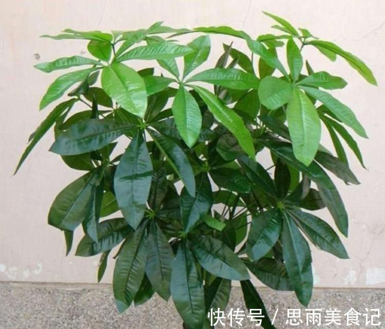 花卉|客厅养上4种花,家里财运亨通,寓意好,招财进宝,财气旺旺来!