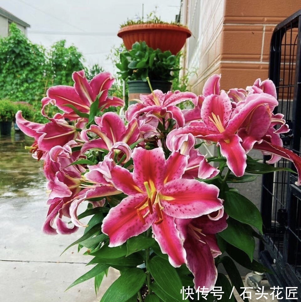 香水|把5种花养在家里,就像喷了“香水”一样,香气扑鼻