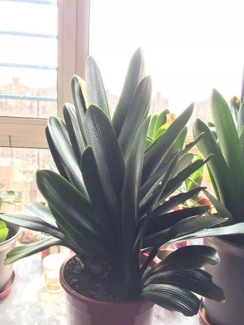 松针土|营养土还在买?3种东西混一混,变成万能花土,养啥旺啥!