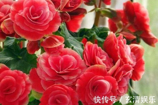 养丽格海棠，最怕碰到“它”，7天一口，花儿爆满，拦不住