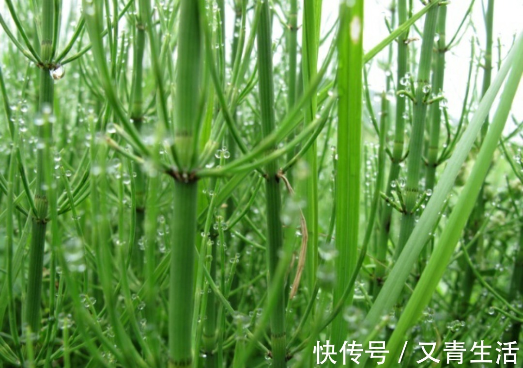 野草|农村一种野草,被称为“节节木贼”,价值珍贵,若是遇见,请珍惜