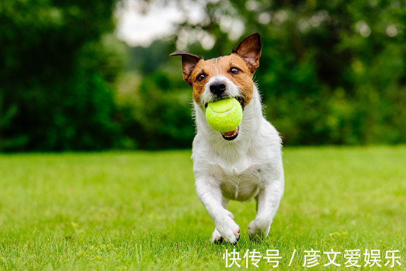 财气|狗狗狗8月下旬财气飙升，有横财有大奖，收钱如流水的一年