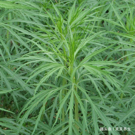 采挖|春来野菜香,好吃又养生,下面4种有毒,采挖时需注意,不要误食