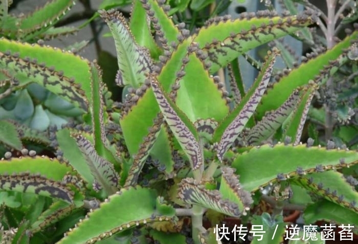 多肉中的不死鸟,超大型的落地生根,一盆能繁殖一屋子