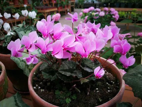 花身材|4种花身材不大,花量却怪“吓人”,深秋花开一大片,美翻了