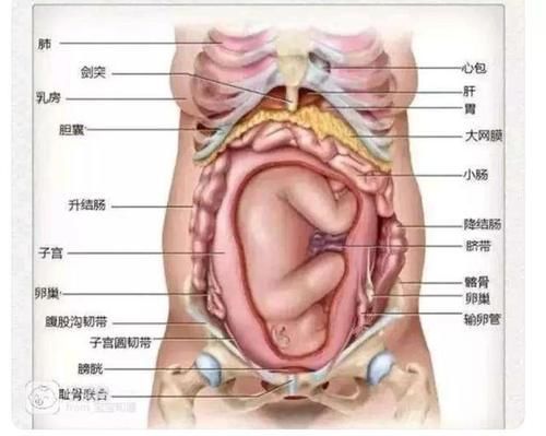 宝妈|胎儿那么大,孕妇的内脏都跑哪了?看完这张图网友表示:心疼女人