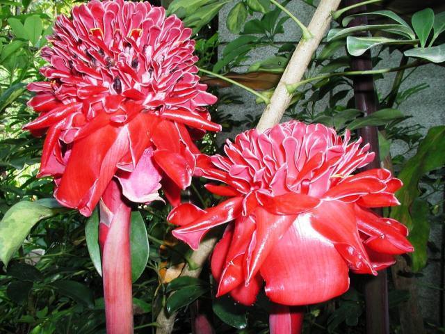 瓷玫瑰$此花花色十分妖娆艳丽,看起来似燃烧的火炬一般,象征着无缘的爱