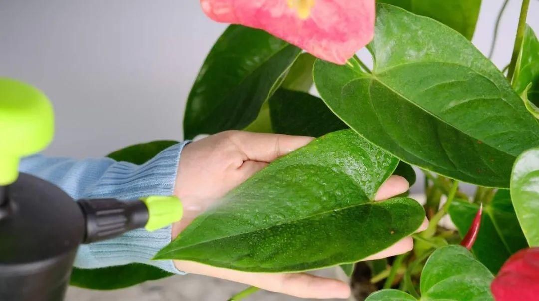 长寿|一棵长寿的花,124个花箭,开花,锅盖打开的方法