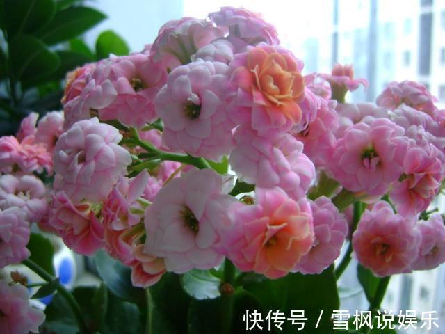 花盆|此花太好养,一根枝条切八段,扔进花盆就开爆,朵朵像牡丹