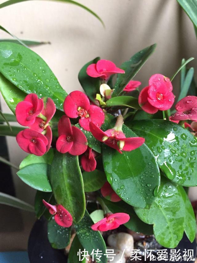 这10种耐旱花，2个月不浇水，叶子反而绿油油