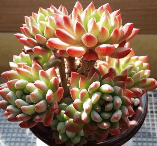 冬季能把花浇死,照样也能把花浇出状态