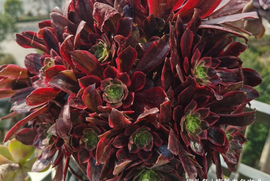 温度|室外温度33度，室内只有25度，这种情况下法师多肉还能浇水吗？