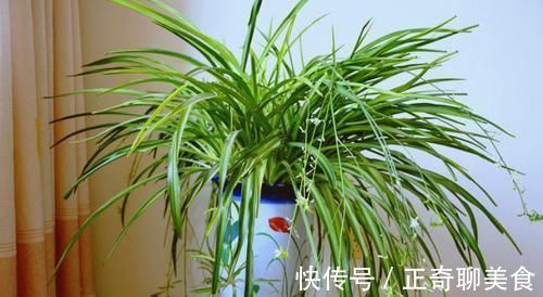 黄叶|养吊兰，每个月放3粒“它”，一点黄叶也没了，谁见了都说：美