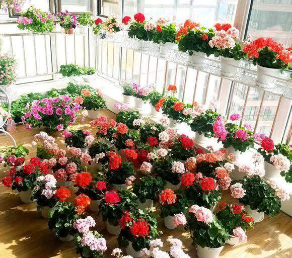 春天养花，必备5种“小东西”，简单有条理，养花一级棒