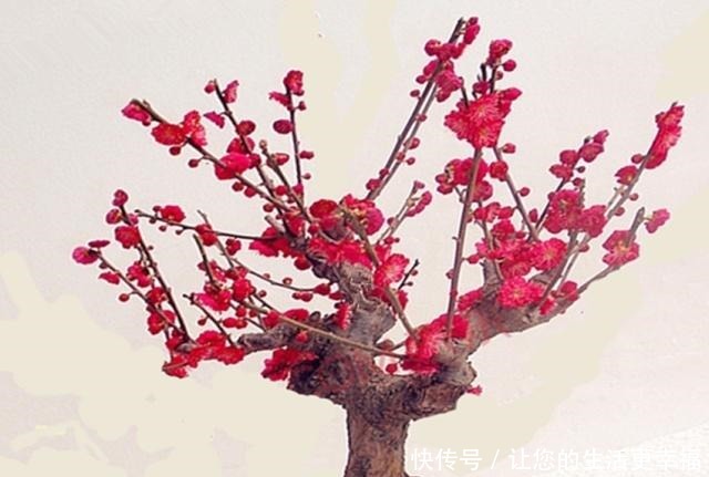 八种盆栽称为天然盆景,越养越美,越养价值越高、寿命几十年!