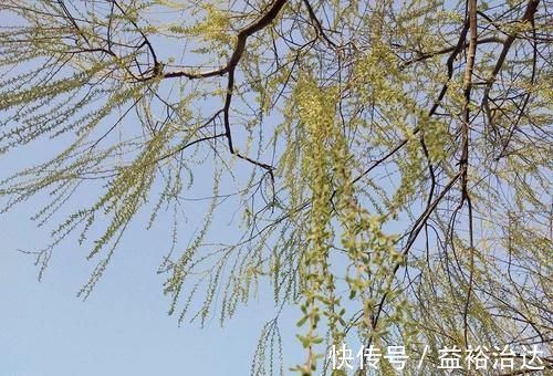 救命粮|一种树上野菜，古时是救命粮，如今路边常见，很多人见过没吃过