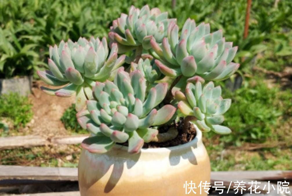 多肉植物|多肉“睡醒了”,给它做好4件事,长得旺盛状态好