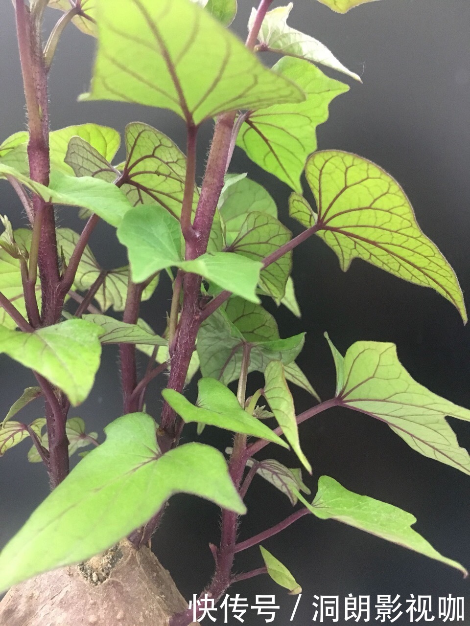 红薯|养5种花卉,没土就能活,“只浇水”嗖嗖爆盆,变成“绿窗帘”