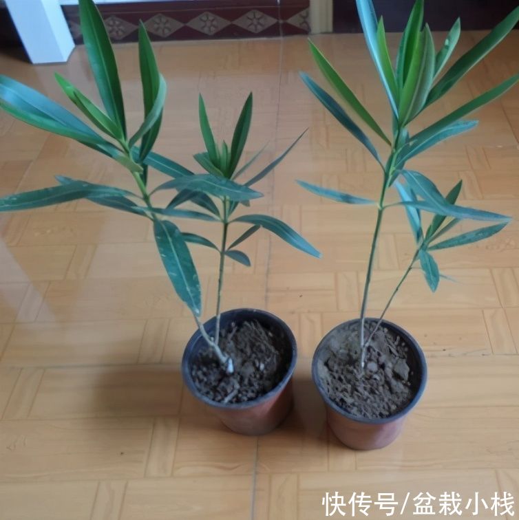 夜来香|你养的花，可能是“毒花”，盘点8种常见毒花