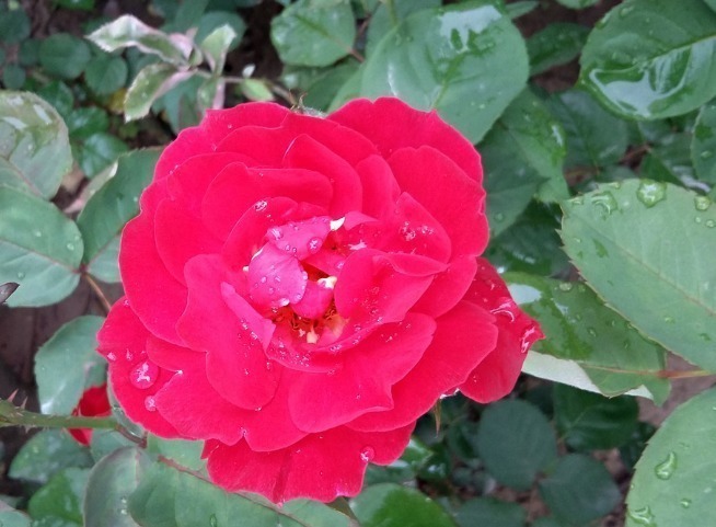 华中皇后|此花世界上种类近万种,被誉为华中皇后,为中国十大传统名花之一