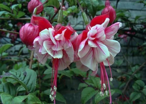 倒挂金钟|此花枝条沾土就生根,3个月长满盆,一年能开200天,值得拥有